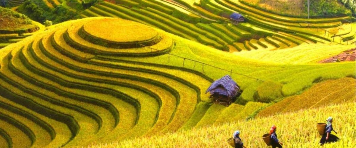 Y LINH HO, LAO CHAI & TA VAN VILLAGES (FROM SAPA – HALF DAY TOUR)