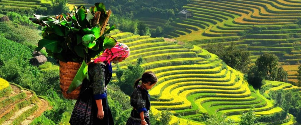 Y LINH HO, LAO CHAI & TA VAN VILLAGES (FROM SAPA – HALF DAY TOUR)